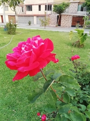 Rosa