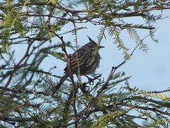 Coryphistera alaudina