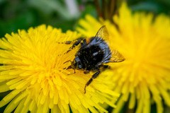 Bombus lapidarius