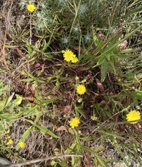 Malacothrix foliosa foliosa