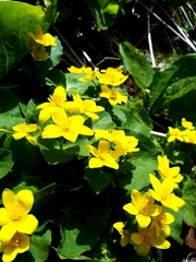 Caltha palustris