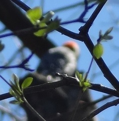 Melanerpes carolinus