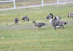 Anser albifrons flavirostris