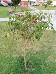 Magnoliopsida