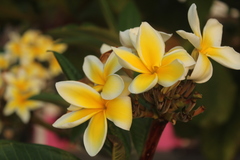 Plumeria rubra