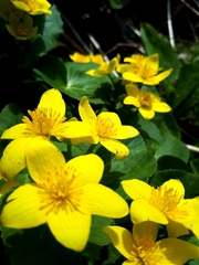 Caltha palustris