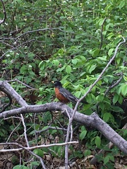 Turdus migratorius