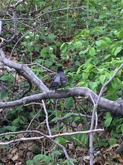 Turdus migratorius