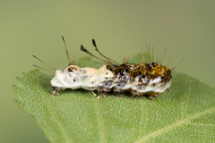 Acronicta alni