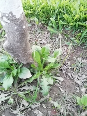 Magnoliopsida