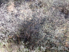 Frangula californica tomentella