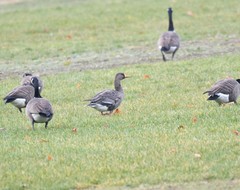 Anser albifrons flavirostris