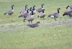 Anser albifrons flavirostris