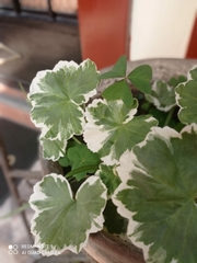 Pelargonium