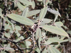 Frangula californica tomentella