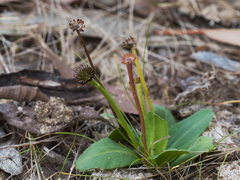 Solenogyne dominii