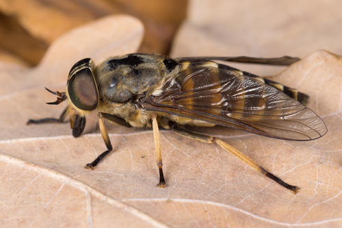 Dark Giant Horse Fly