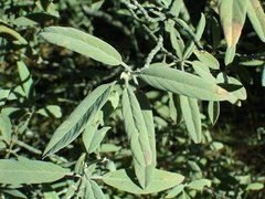 Frangula californica tomentella