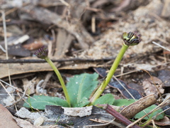 Solenogyne dominii