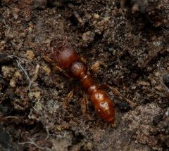 Amblyopone ferruginea