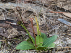 Solenogyne dominii