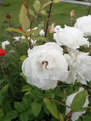 Magnoliopsida