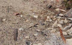 Dipsosaurus dorsalis dorsalis