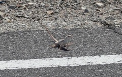 Dipsosaurus dorsalis dorsalis