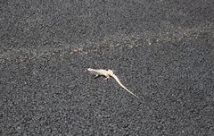 Dipsosaurus dorsalis dorsalis