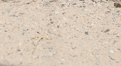 Dipsosaurus dorsalis dorsalis