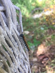 Malacosoma constricta