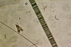 Oscillatoria redekei