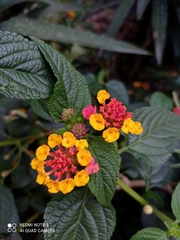 Lantana