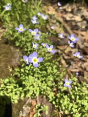 Houstonia serpyllifolia