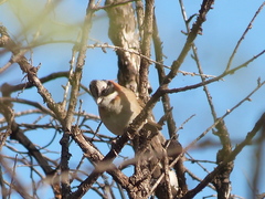 Zonotrichia capensis
