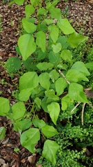 Erythrina herbacea