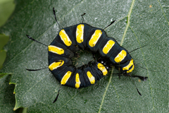 Acronicta alni