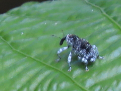 Peridinetus irroratus