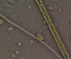 Oscillatoria redekei