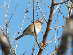 Zonotrichia capensis