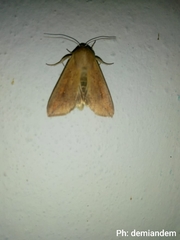 Lepidoptera