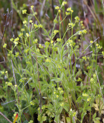 Ranunculus hebecarpus