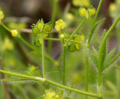 Ranunculus hebecarpus