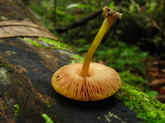 Pluteus admirabilis
