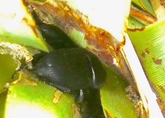 Scyphophorus yuccae
