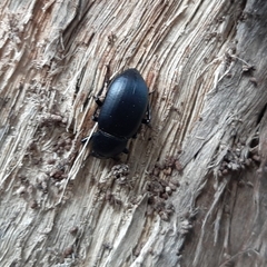 Coelometopus clypeatus