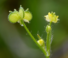 Ranunculus hebecarpus