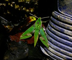 Xylophanes chiron