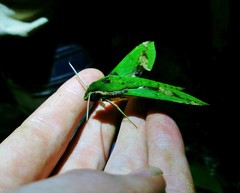 Xylophanes chiron