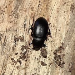 Coelometopus clypeatus